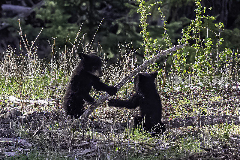 美国黑熊(Ursus americanus)是一种中等体型的熊，原产于北美，常见于黄石国家公园。年轻的幼崽。玩。